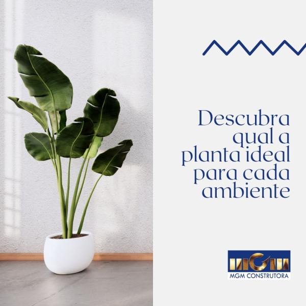 Descubra qual a planta ideal para cada ambiente